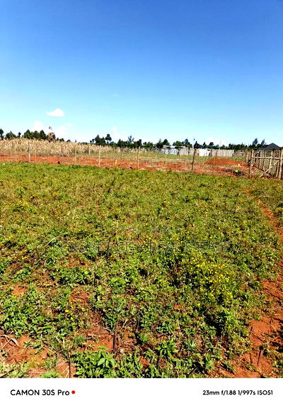 1/8 Kiplombe Kibulgeny With Title - Image 2