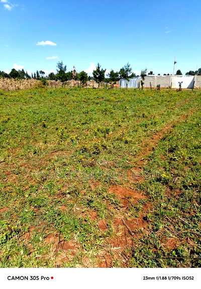 1/8 Kiplombe Kibulgeny With Title - Image 1