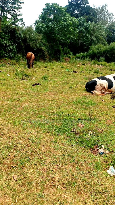 0.5 Acres in Kakamega - Image 7