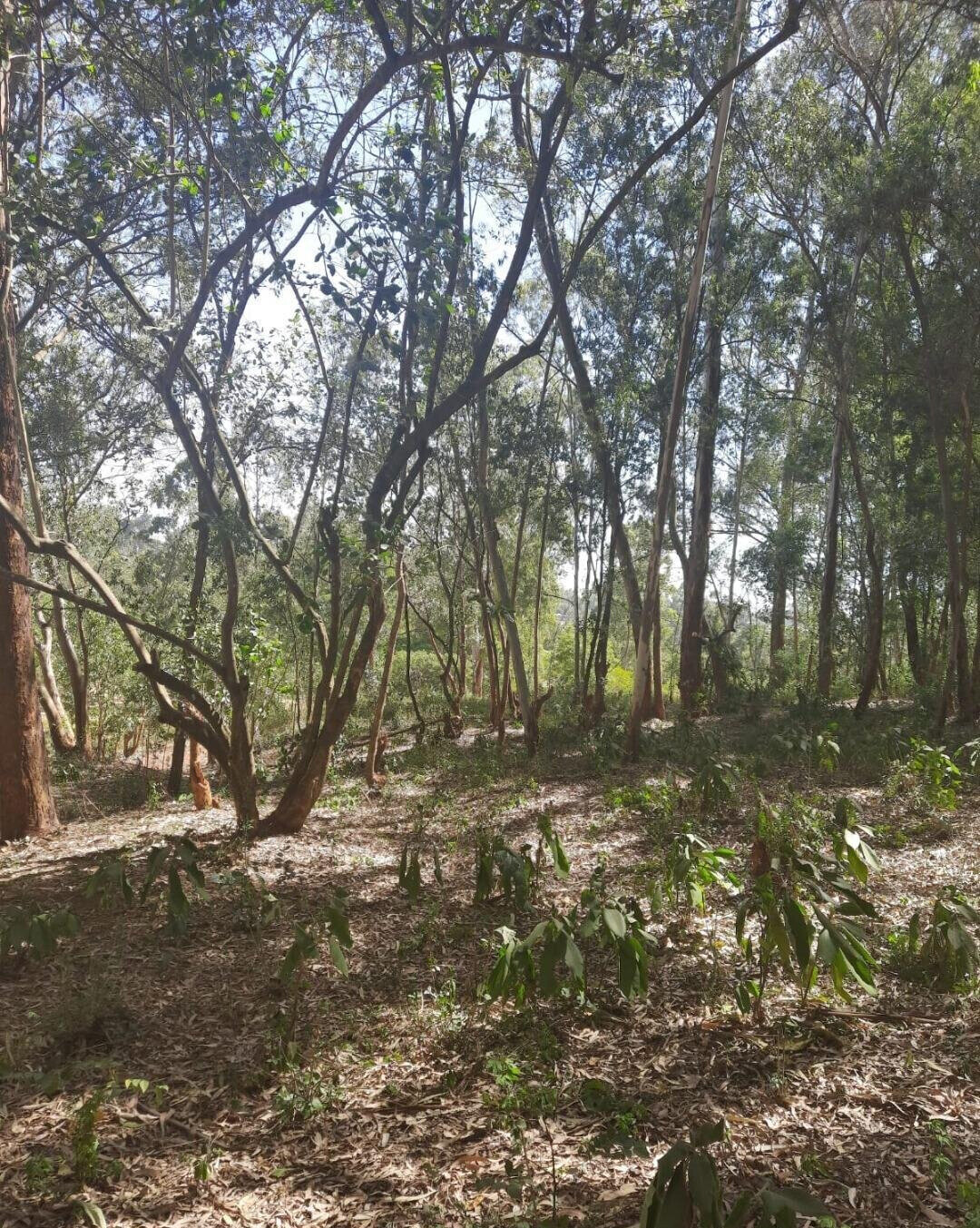 1-Acre Garden Plot in Karen