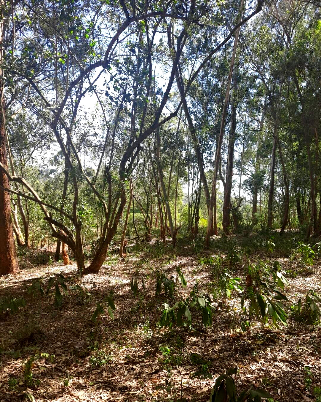1-Acre Garden Plot in Karen