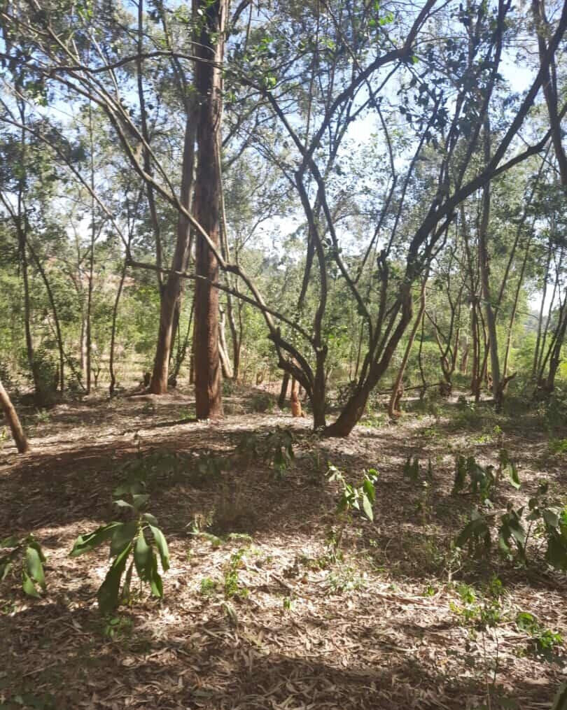 1-Acre Garden Plot in Karen