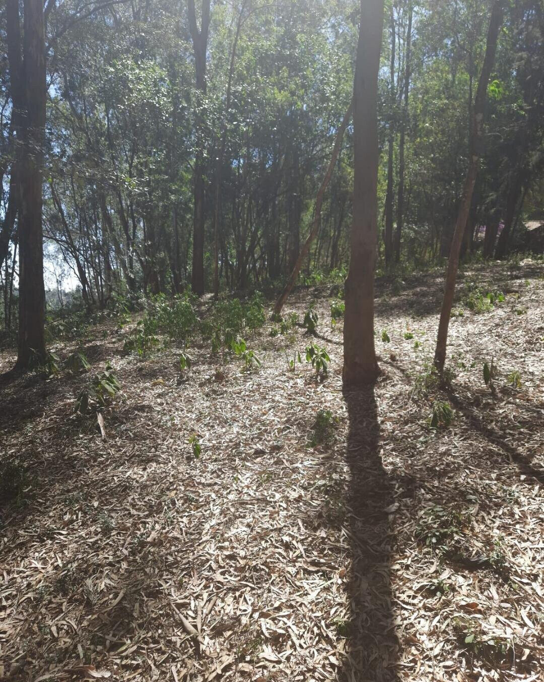 1-Acre Garden Plot in Karen
