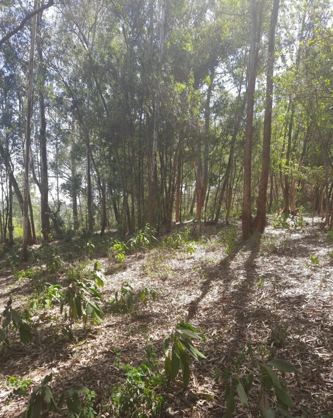 1-Acre Garden Plot in Karen