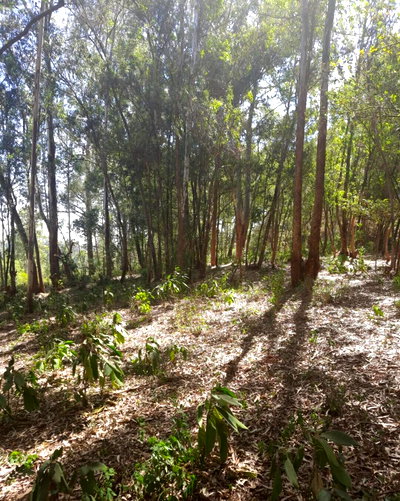 1-Acre Garden Plot in Karen