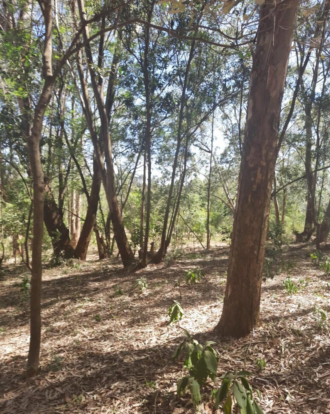 1-Acre Garden Plot in Karen