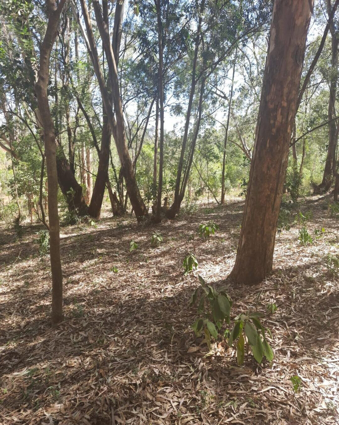1-Acre Garden Plot in Karen