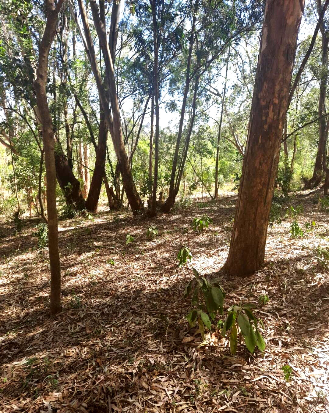 1-Acre Garden Plot in Karen