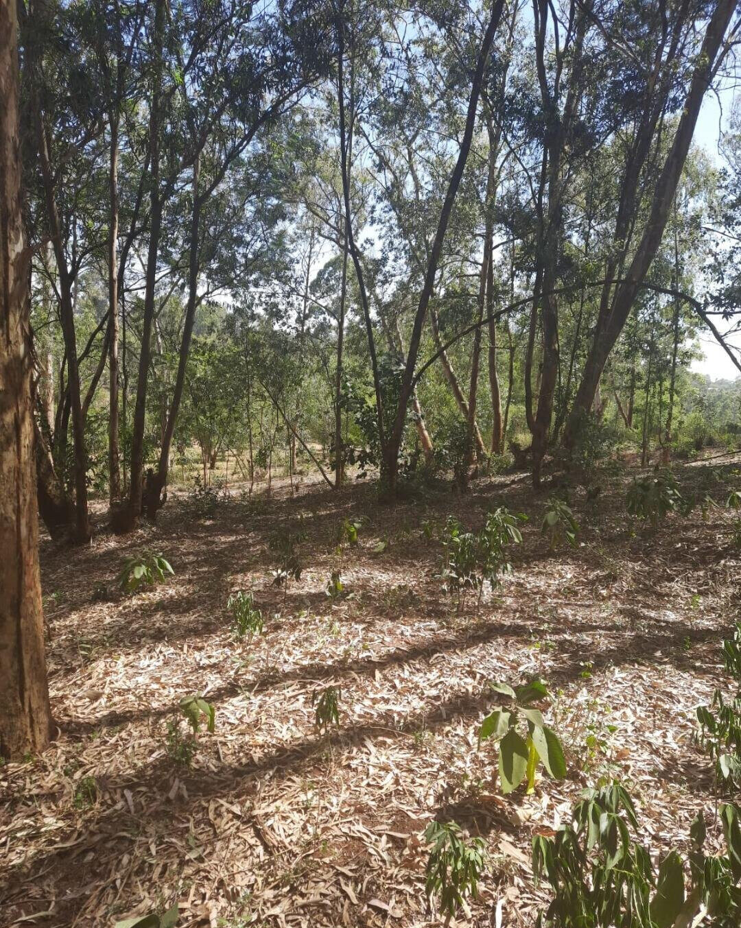 1-Acre Garden Plot in Karen