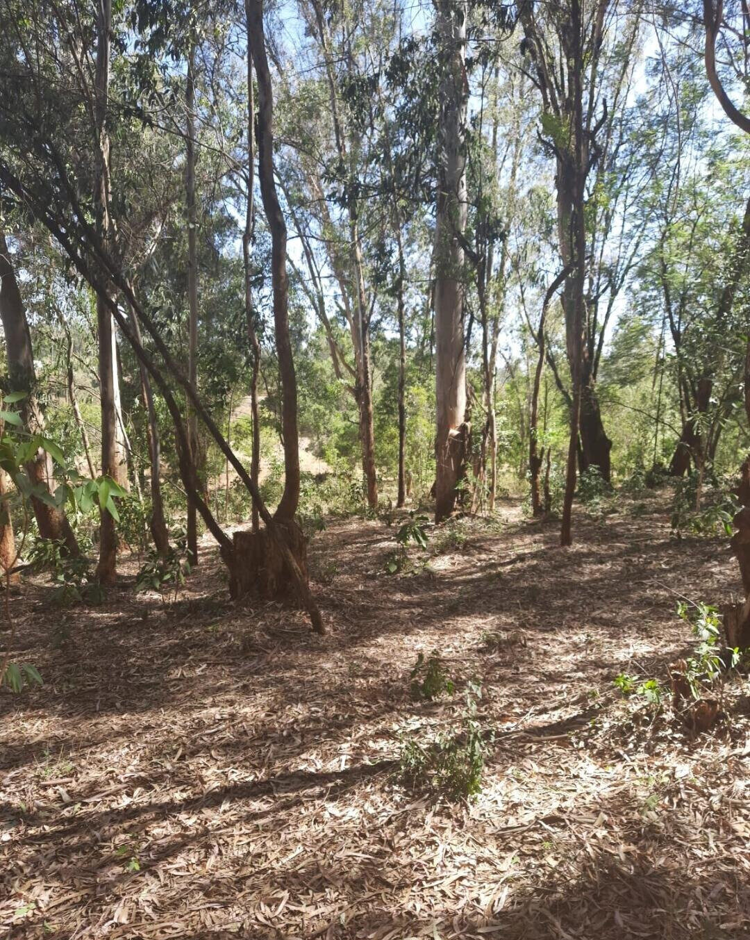 1-Acre Garden Plot in Karen