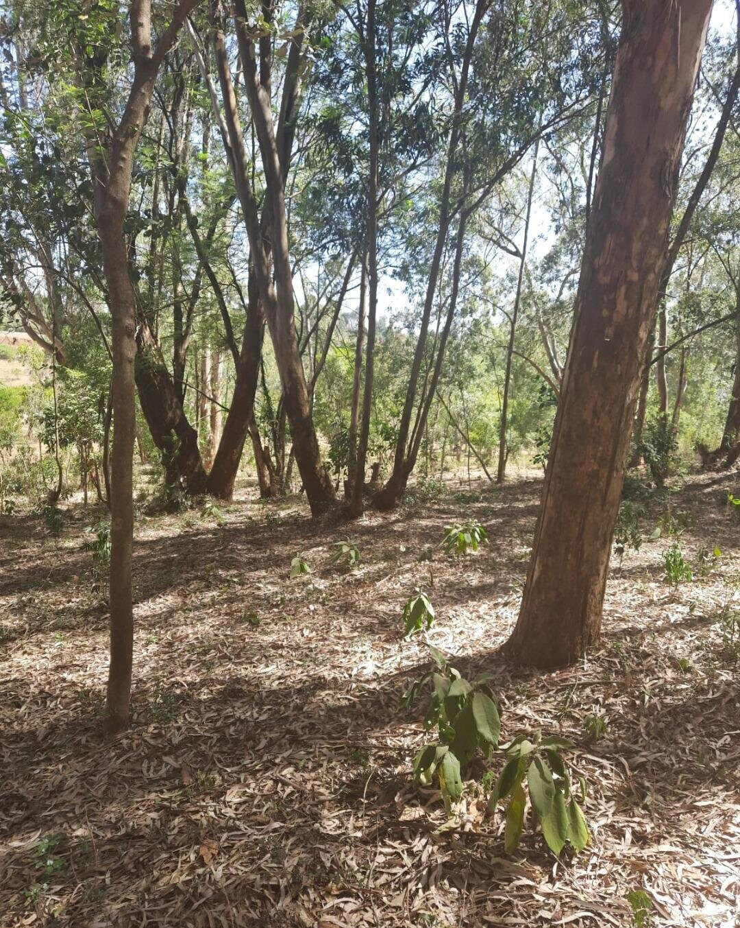 1-Acre Garden Plot in Karen