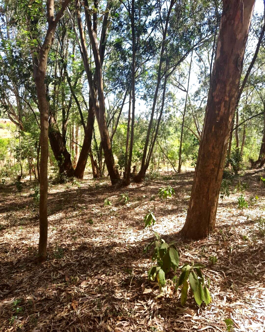 1-Acre Garden Plot in Karen