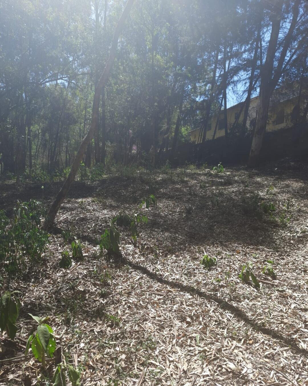 1-Acre Garden Plot in Karen