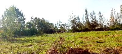 Sakwa Bondon Nyawita - Image 3