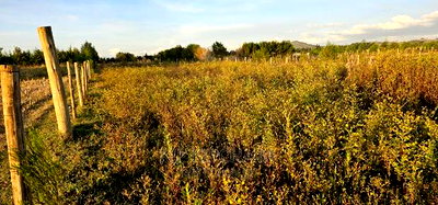 Full 1/4 Plot For Sale In Chepkanga Eldoret - Image 1
