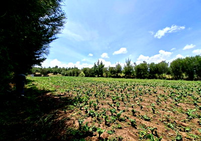 4.5-Acre Garden Land with Parking