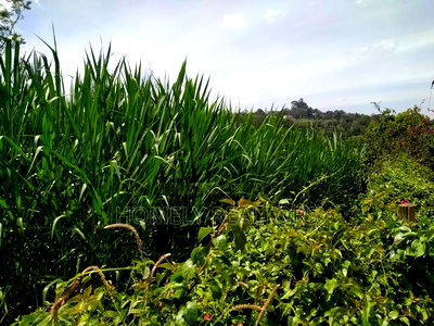 Quarter Acre Red Soil Plot in Ngong, Bondeni. Ready to Build - Image 2