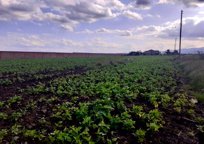 Quarter Acre Garden Plot for KSh 3M