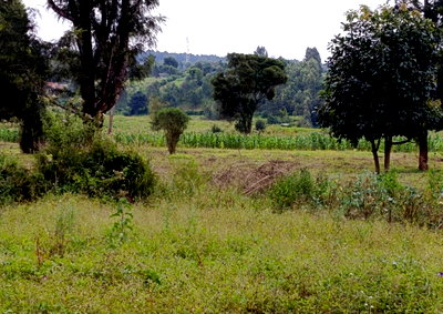 Half Acre Plot with Garden in Langata