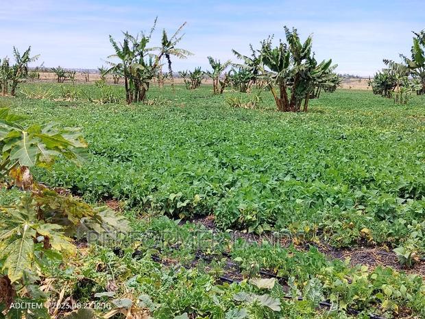 Isinya 50x100 Ready Title Plots At