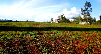 50x100 Plot with Garden at KSh 2.8M