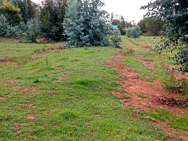 Exquisite Prime 50*100 Plots