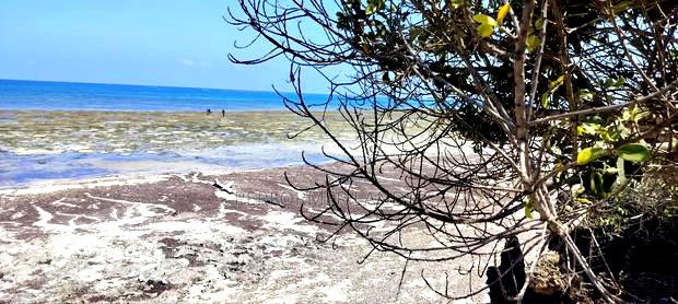 4 Acres Beach 1 in Diani at 46m