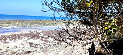 4 Acres Beach 1 in Diani at 46m - Image 5