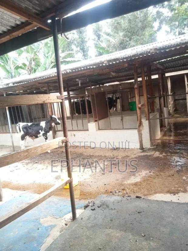 4bdrm Farm House in Kerugoya for sale