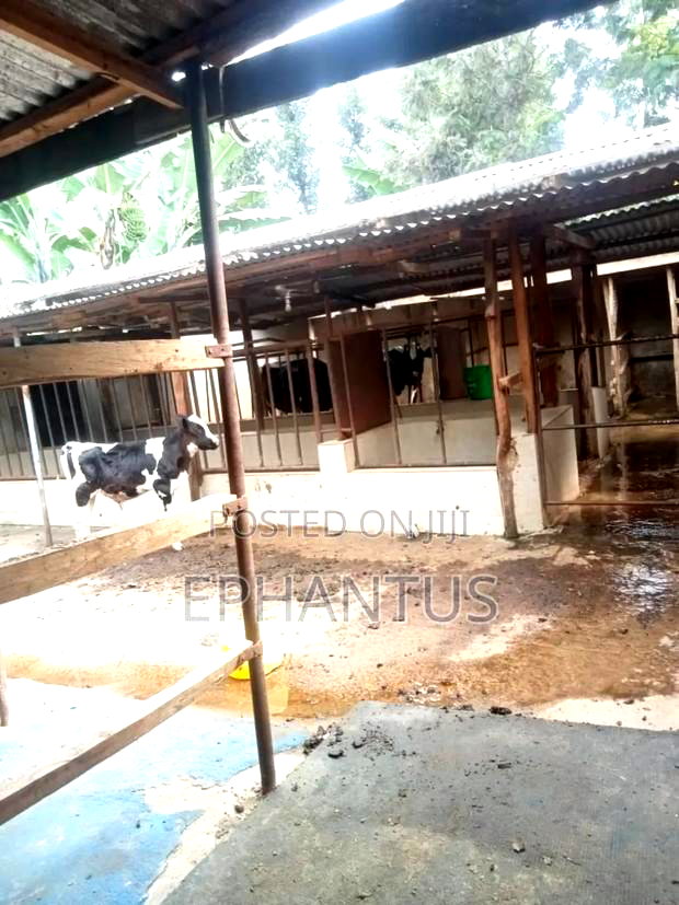 4bdrm Farm House in Kerugoya for sale