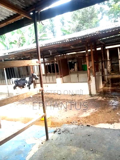 4bdrm Farm House in Kerugoya for sale - Image 4