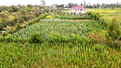 1/4 Acre Kibiku at 6m - Image 10