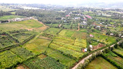1/4 Acre Kibiku at 6m - Image 1
