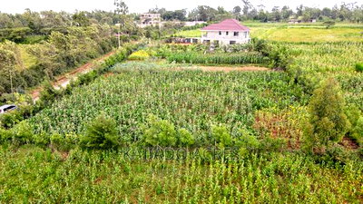 1/4 Acre Kibiku at 6m - Image 2