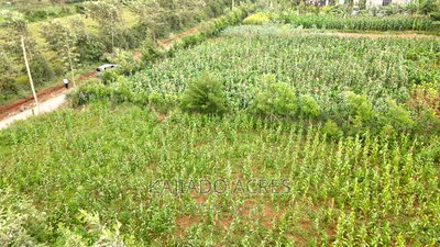1/4 Acre Kibiku at 6m - Image 4