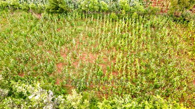 1/4 Acre Kibiku at 6m - Image 6