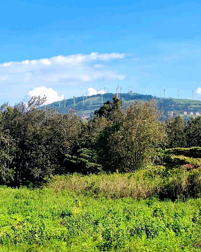 1.5 Acre Plot with Garden