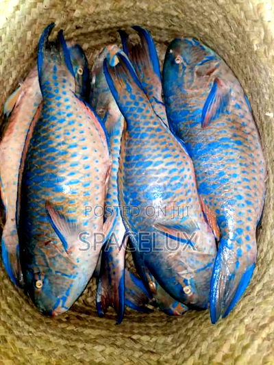 Mall Restaurant Space - Image 1