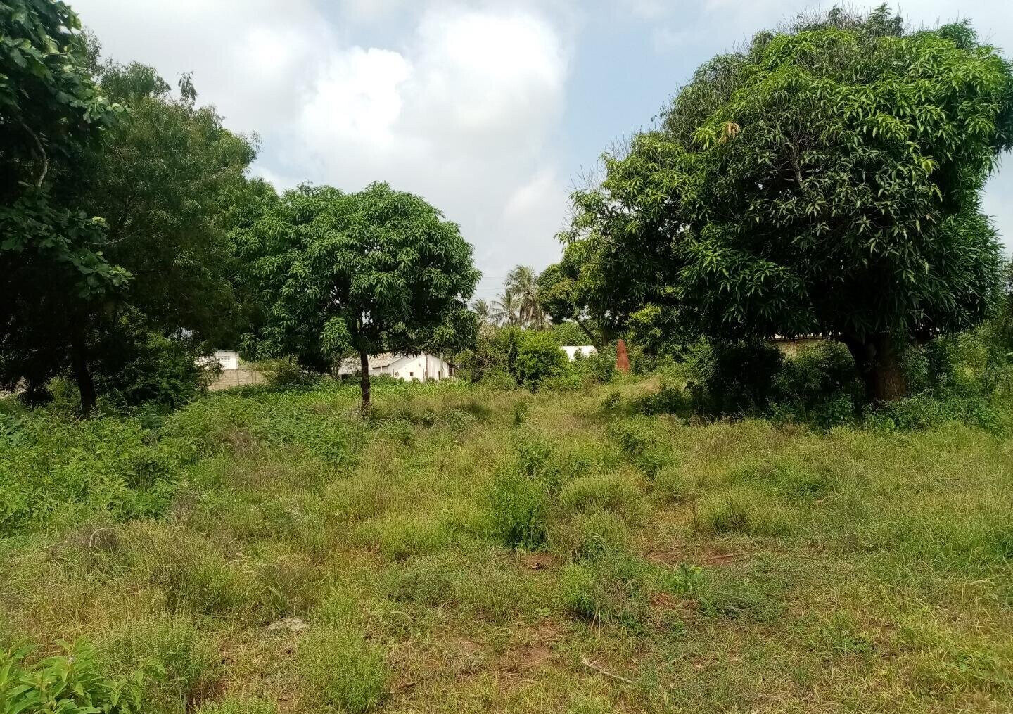 6-Acre Road Frontage Plot in Malindi