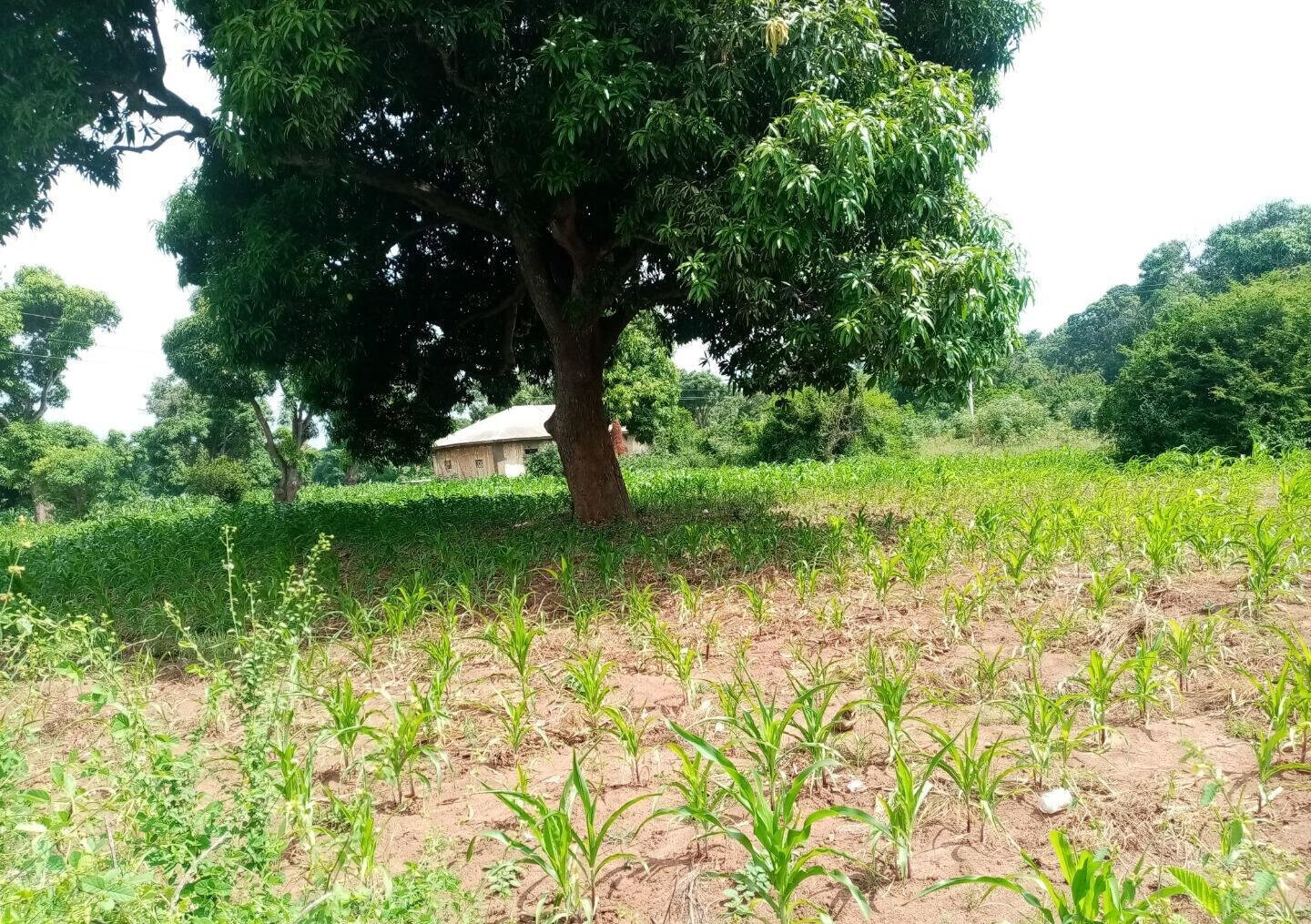 6-Acre Road Frontage Plot in Malindi