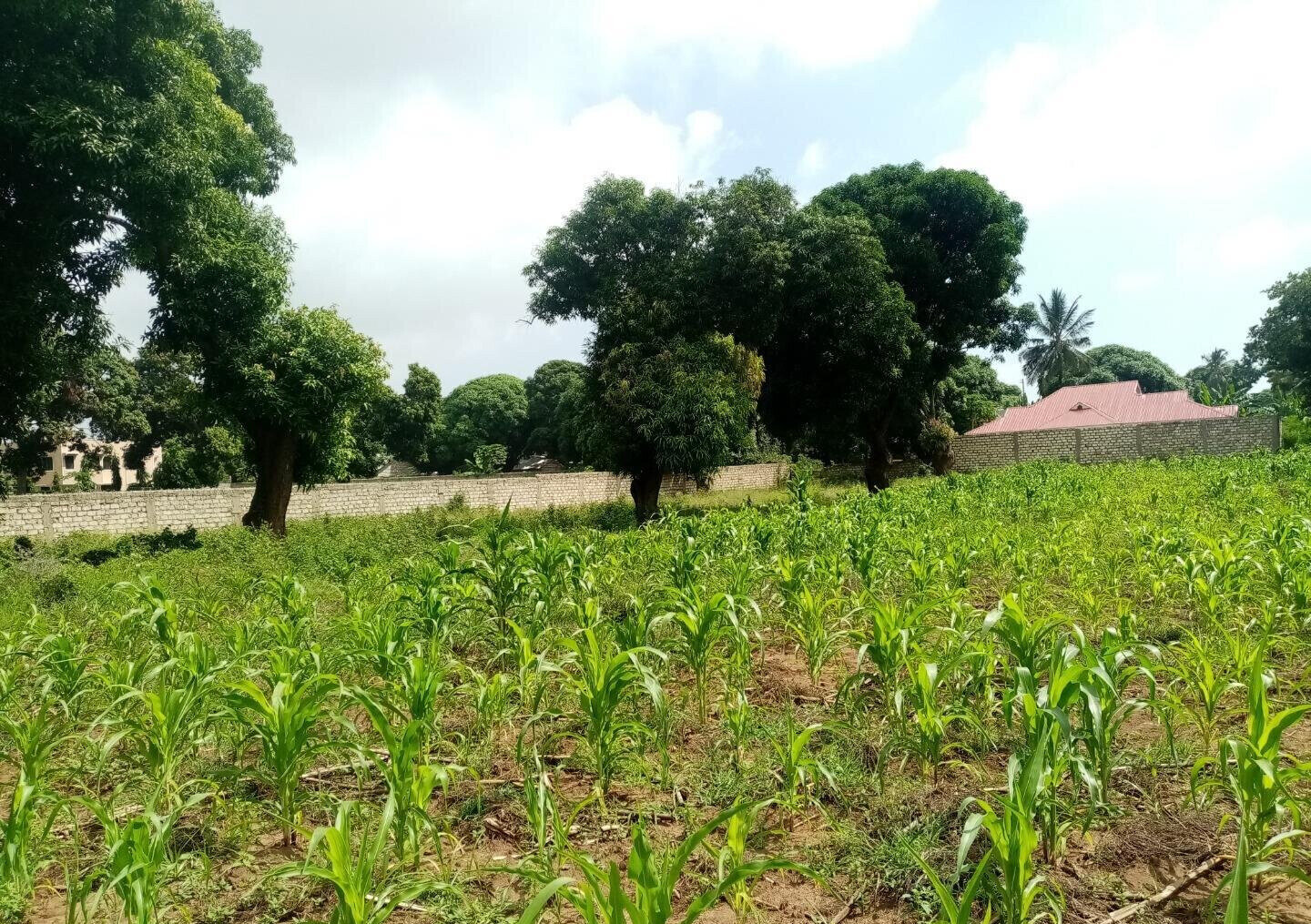 6-Acre Road Frontage Plot in Malindi
