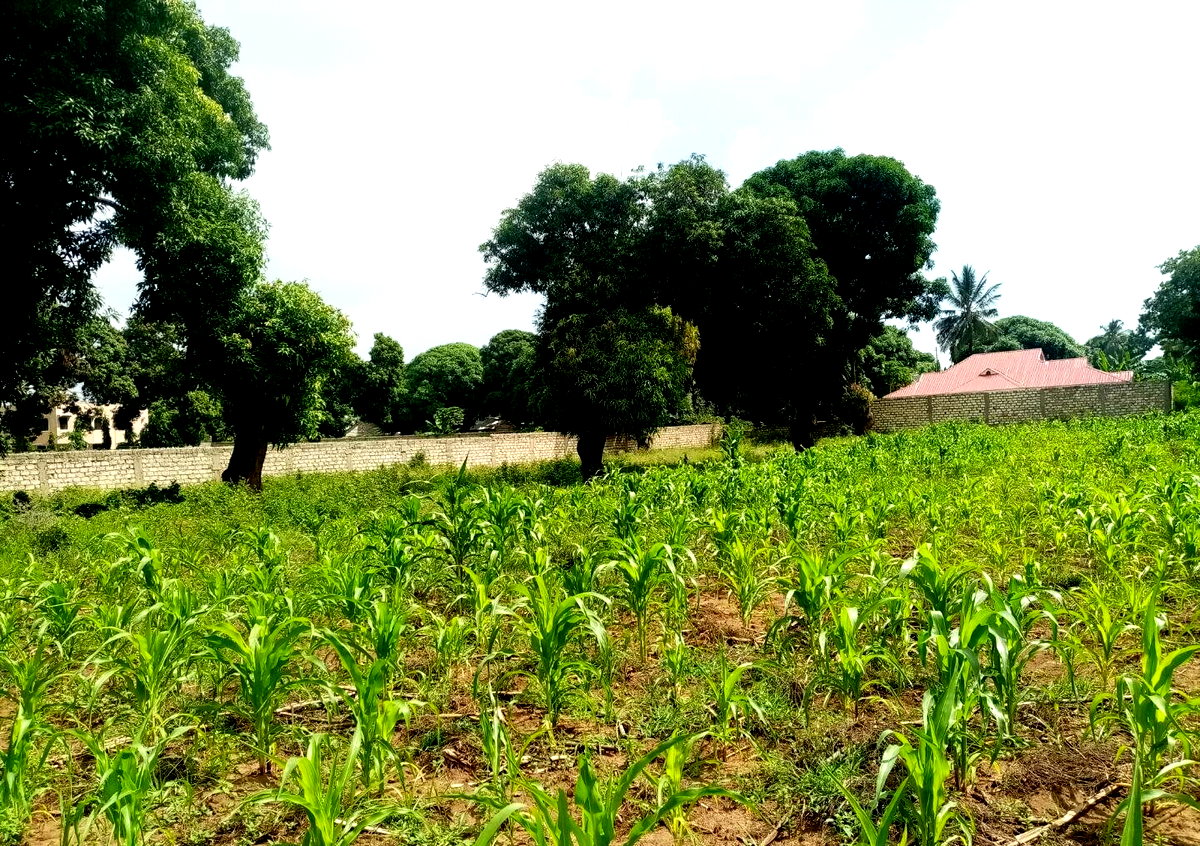 6-Acre Road Frontage Plot in Malindi