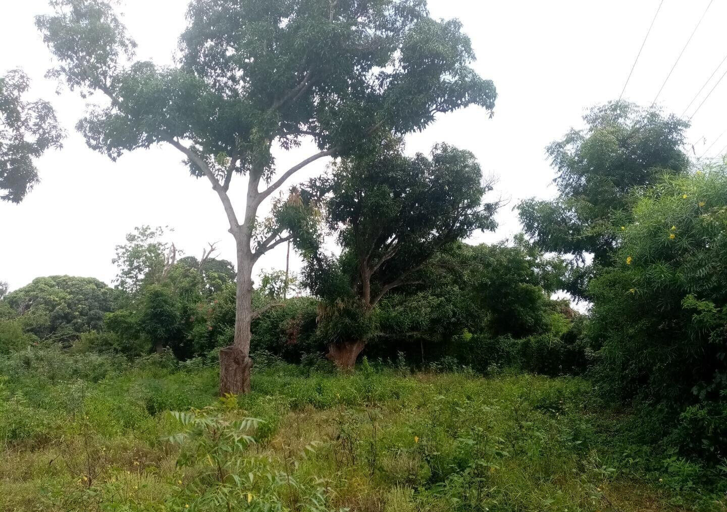 6-Acre Road Frontage Plot in Malindi