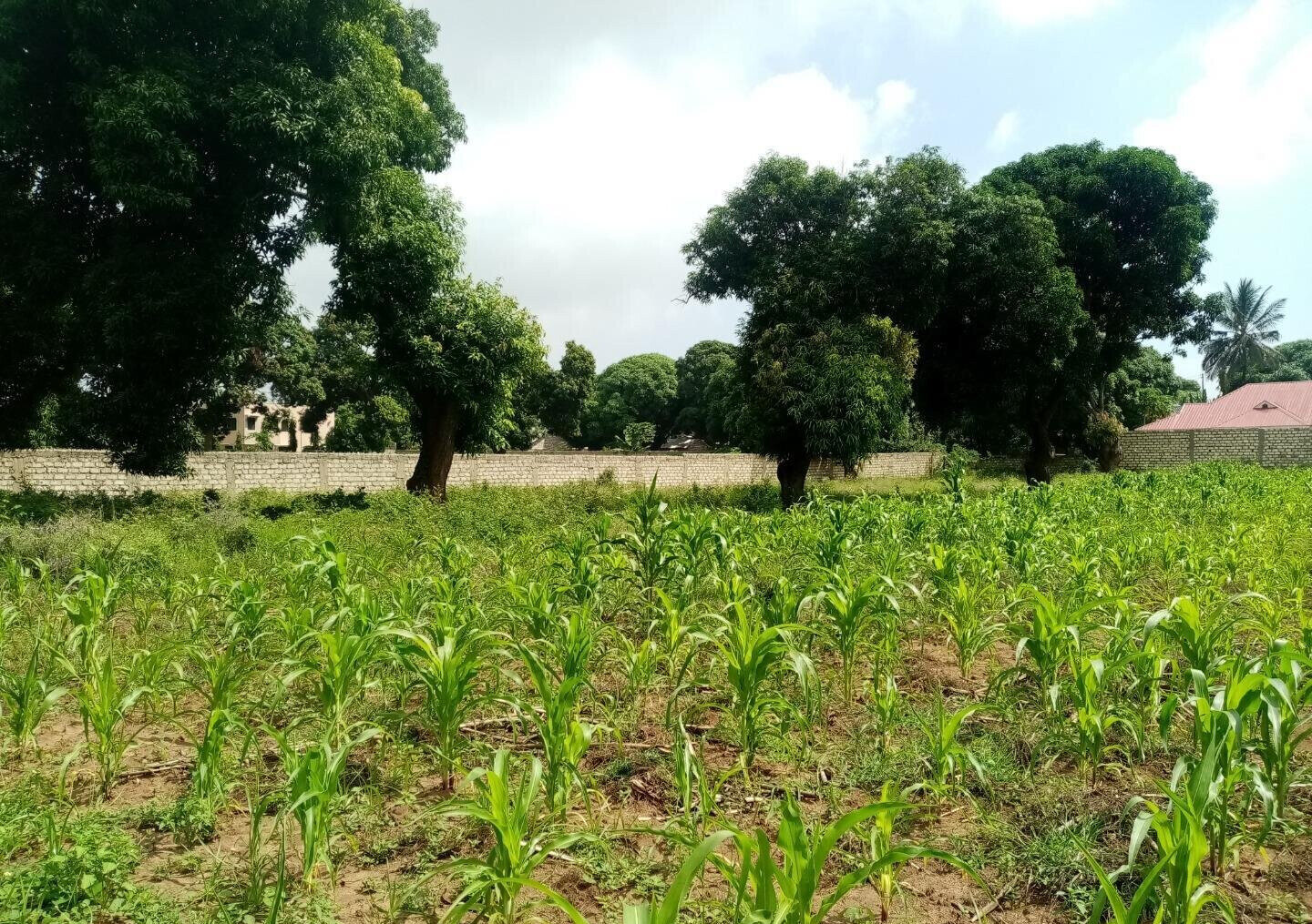 6-Acre Road Frontage Plot in Malindi