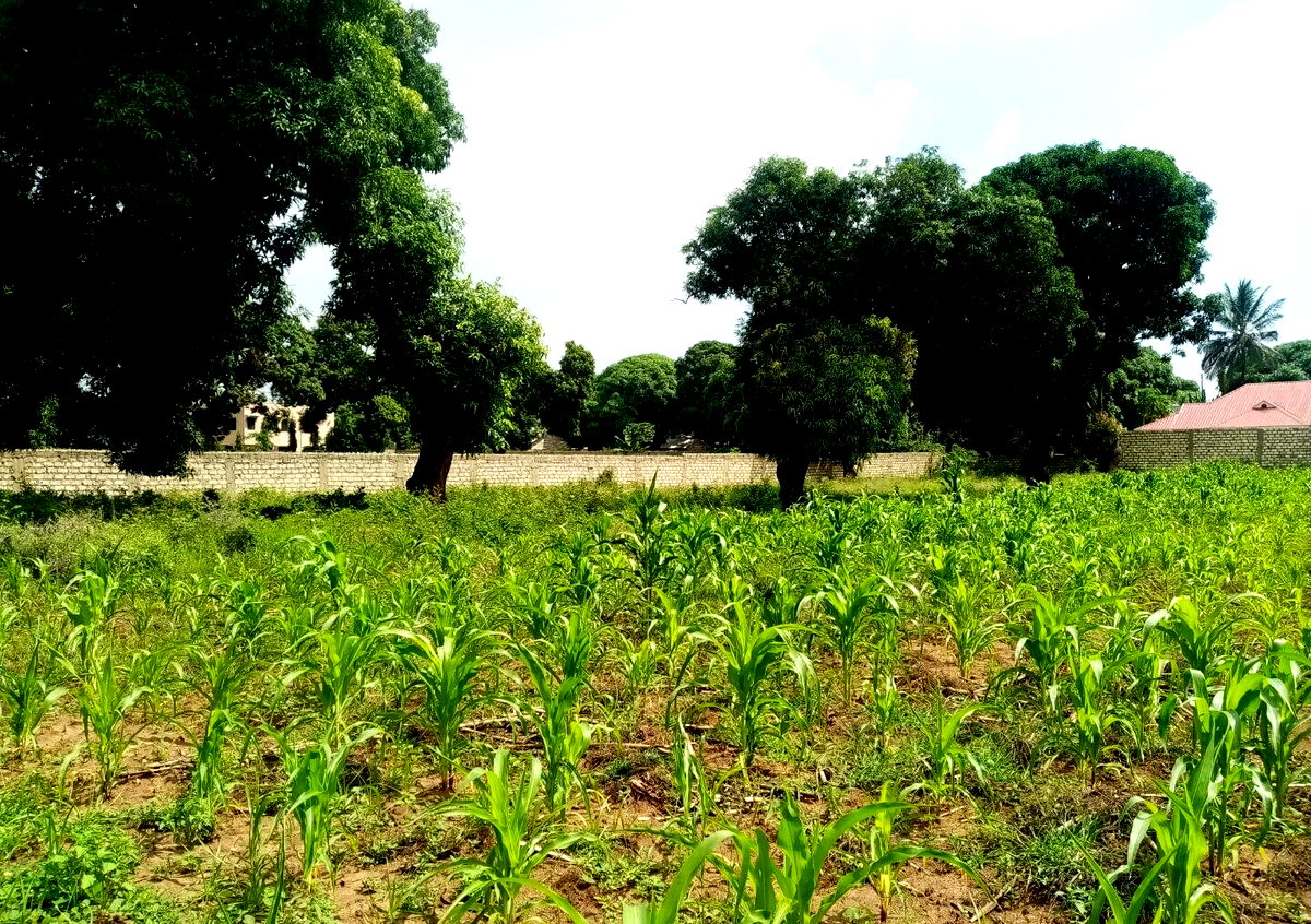 6-Acre Road Frontage Plot in Malindi