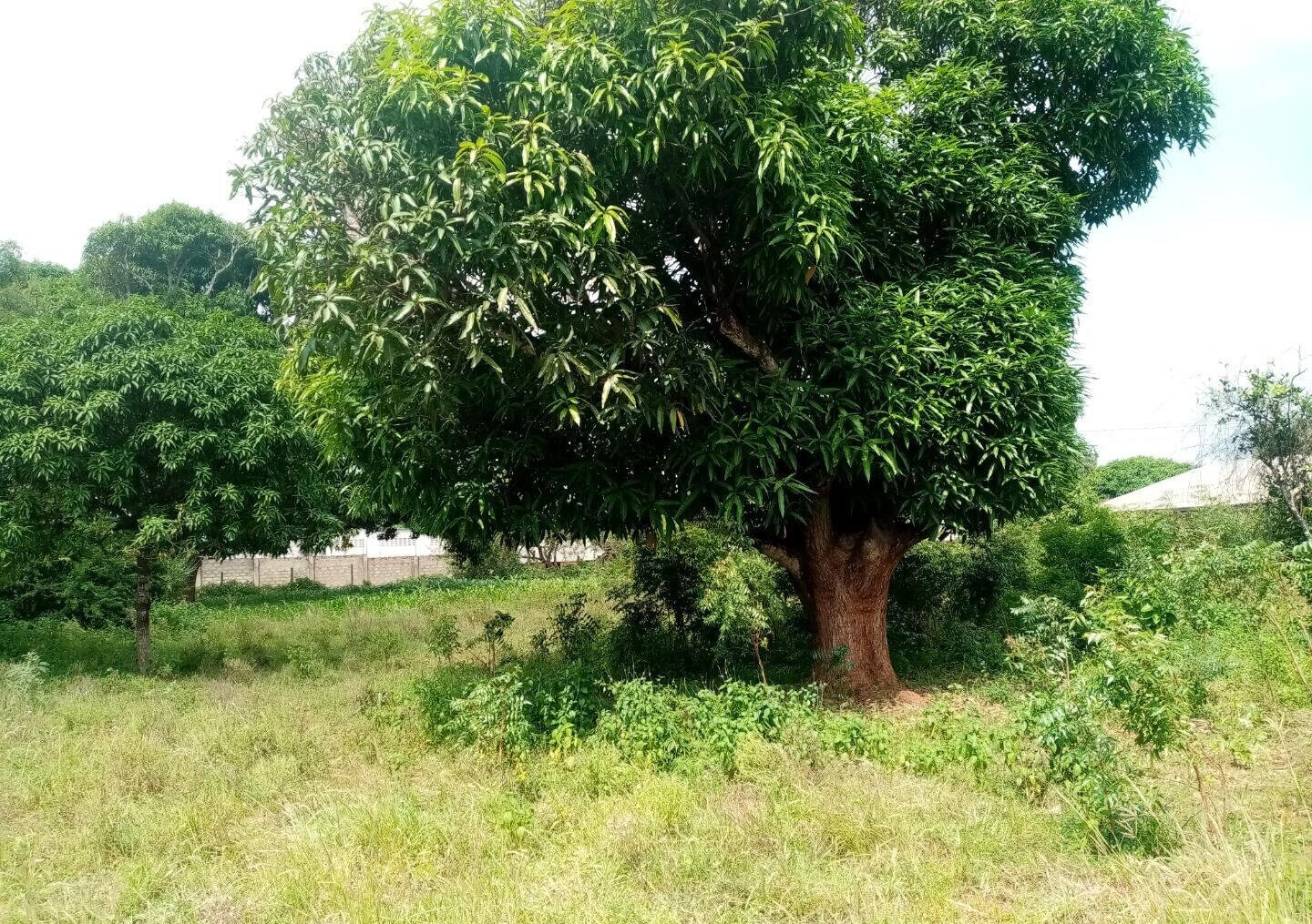 6-Acre Road Frontage Plot in Malindi