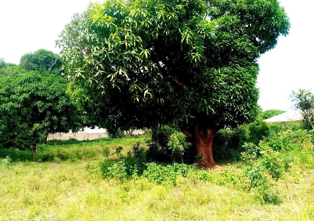 6-Acre Road Frontage Plot in Malindi