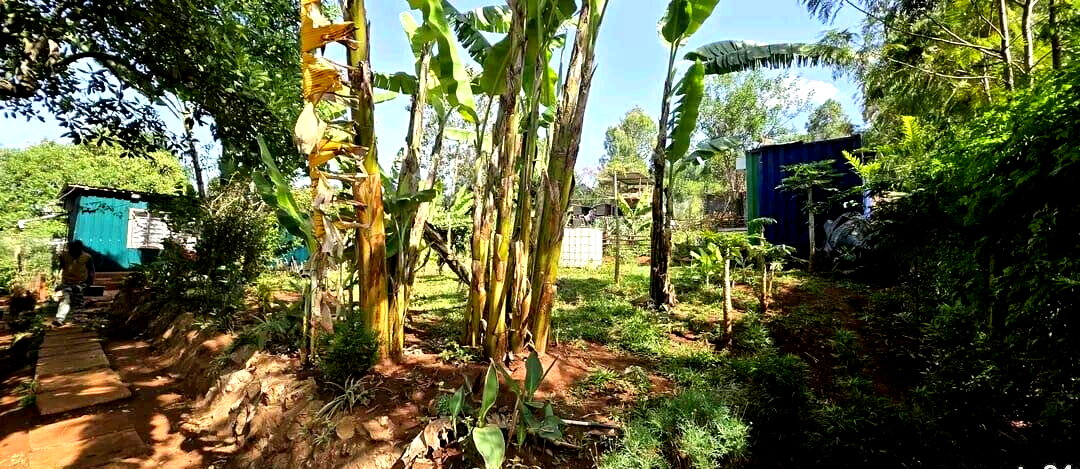 1/4 Acre Plot with Mature Trees - Kajiado