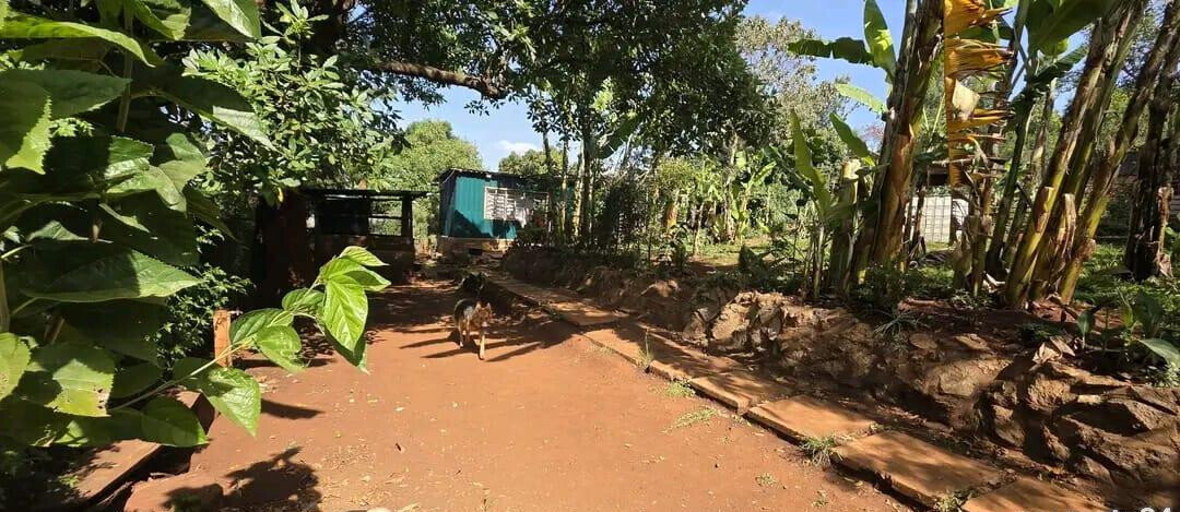 1/4 Acre Plot with Mature Trees - Kajiado