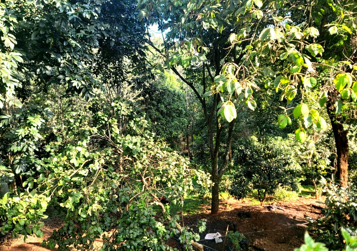 Garden Oasis for KSh 125M